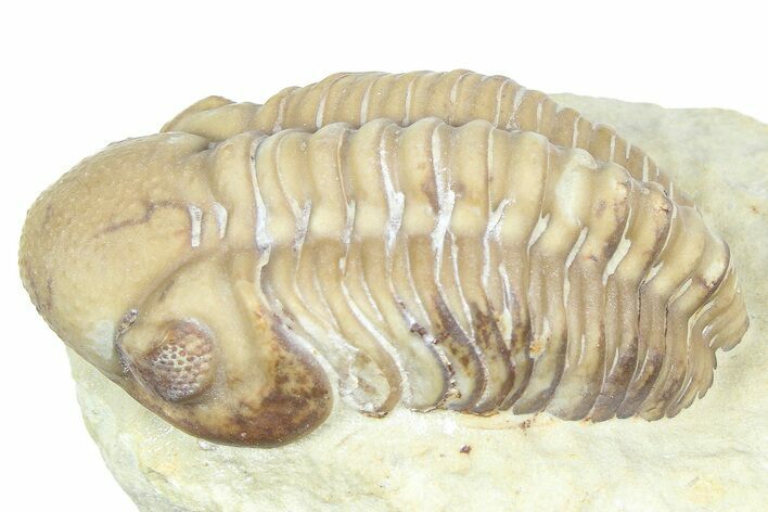 Kainops Trilobite - Black Cat Mountain, Oklahoma #362988